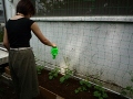 ゴーヤ水遣り2011.6.28