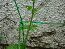 ゴーヤ2011.6.30