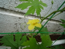 ゴーヤふたみ2011.7.5