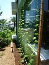 ゴーヤ2011.7.14