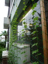 ゴーヤ2011.7.19