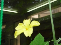 ゴーヤいちこ2011.7.26