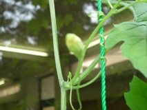 ゴーヤいちこ2011.7.26