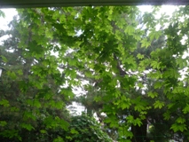 ゴーヤ2011.8.5