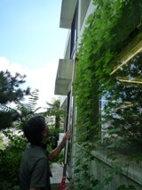 ゴーヤ摘芯2011.8.5