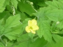 ゴーヤ雌花大2011.8.16