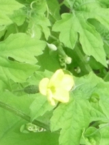 ゴーヤ雌花大2011.8.16