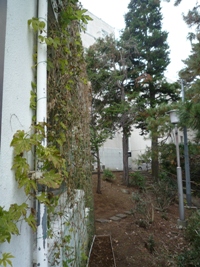 ゴーヤ風景2011.12.22