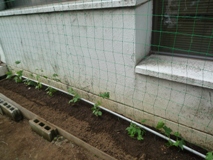 ゴーヤ到着と植付け2012.6.1