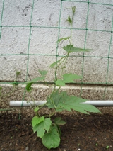 ゴーヤ身長2012.6.11