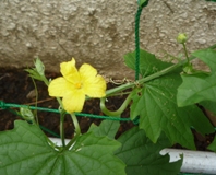 ゴーヤ初花2012.6.14
