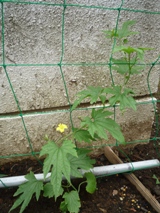 ゴーヤ花株2012.6.14