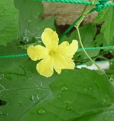 ゴーヤ花と弦2012.6.21