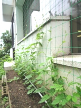 2012年のゴーヤたち2012.6.25