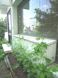 2012年のゴーヤたち2012.7.2