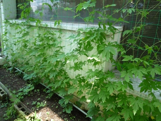 ゴーヤ繁茂2012.7.9