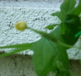 ゴーヤ花実その２2012.7.9