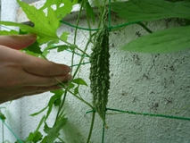 ゴーヤ実2012.7.17