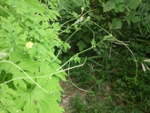 ゴーヤ繁茂2011.8.16