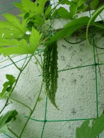 ゴーヤ2012.7.23